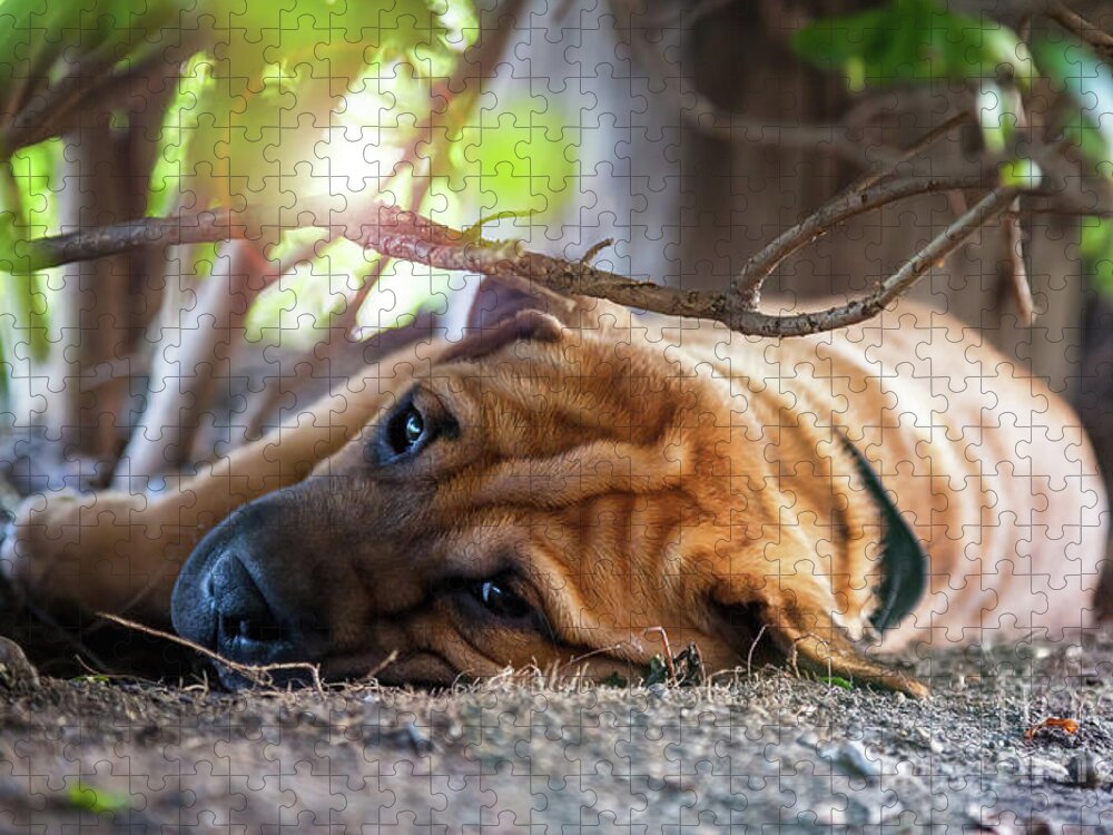 Shar Jigsaw Puzzle featuring the photograph Young Shar-pei dog rests in the shade on a hot, sunny day. This by Jane Rix