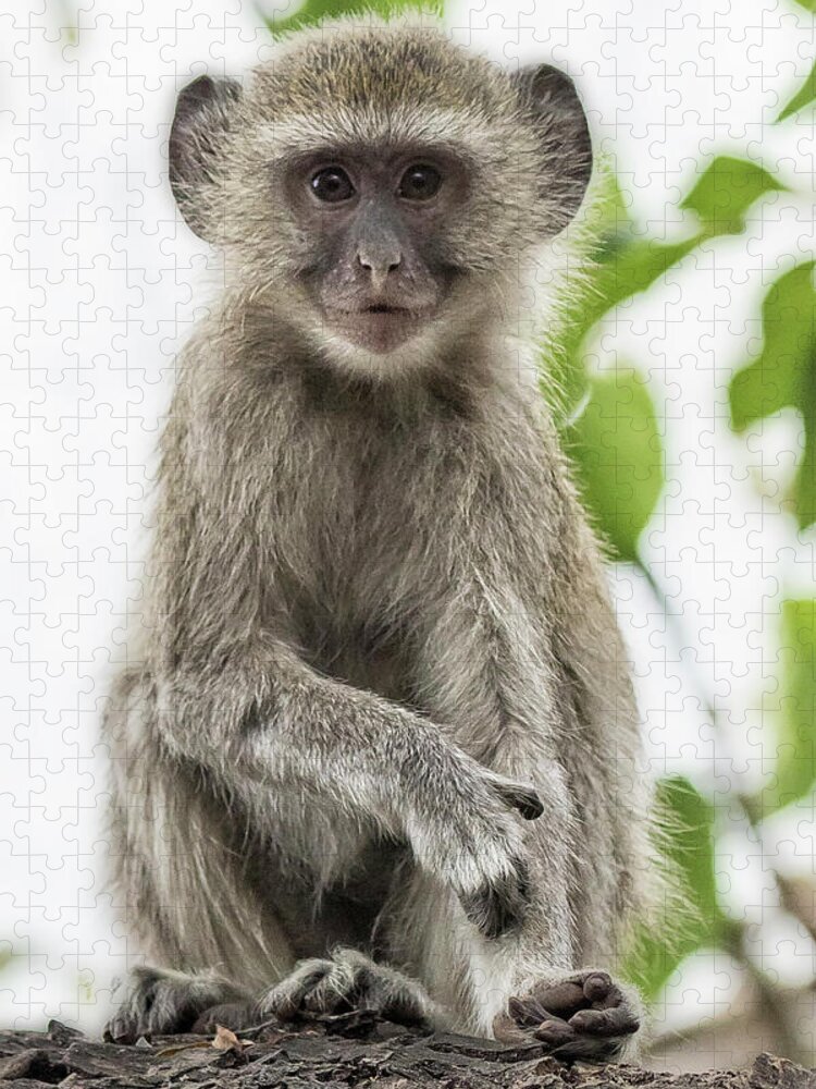 Vervet Monkey Jigsaw Puzzle featuring the photograph Young Vervet Monkey Pausing to Look At Me, No. 2 by Belinda Greb