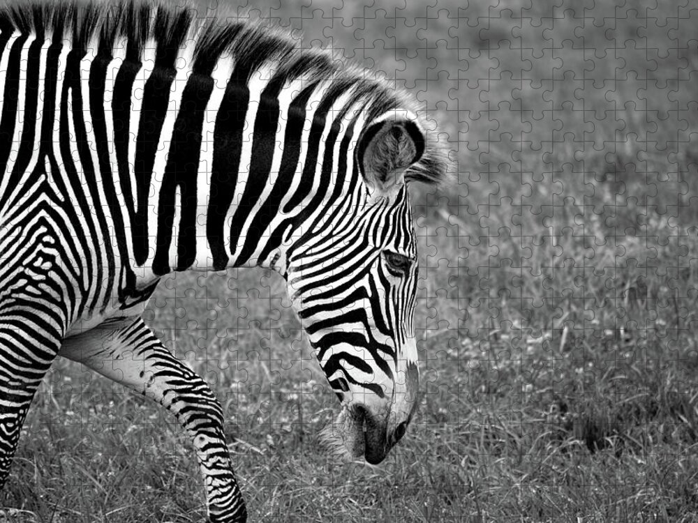 Zebra Jigsaw Puzzle featuring the photograph Zebra Black and White by Deborah M