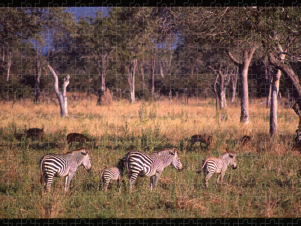 Africa Jigsaw Puzzle featuring the photograph Zebra Family Landscape by Russ Considine
