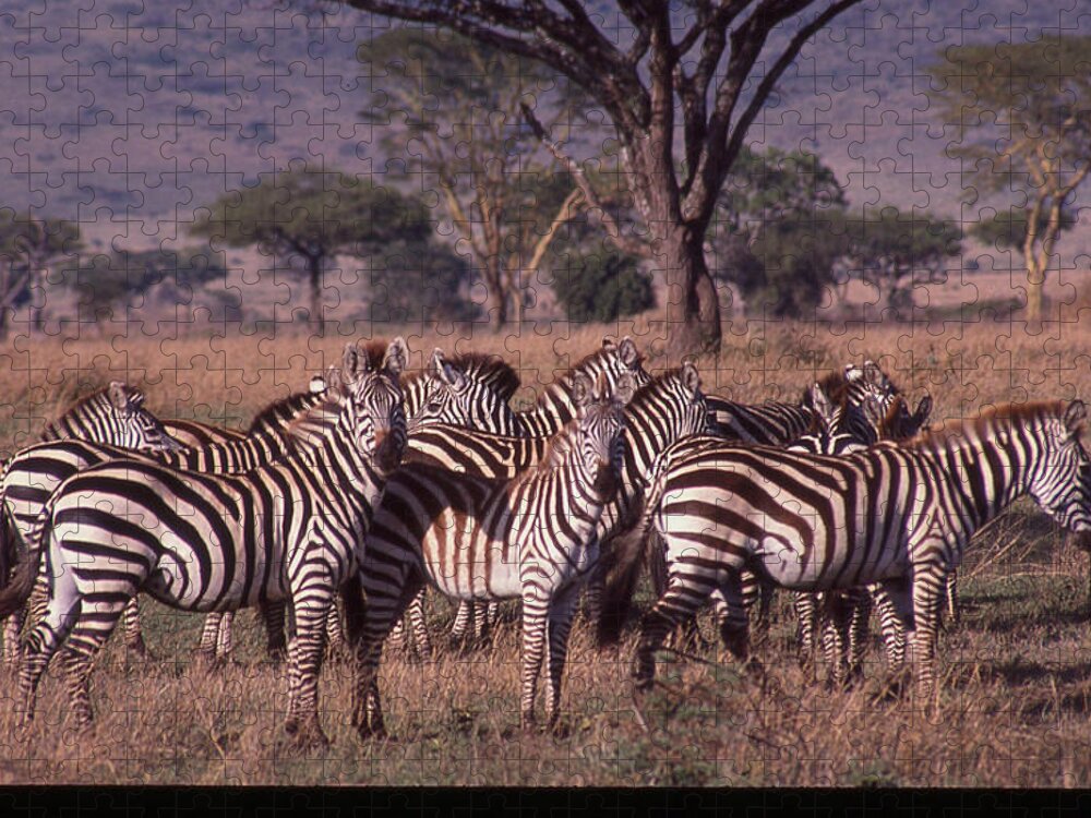 Africa Jigsaw Puzzle featuring the photograph Zebra Herd by Russel Considine