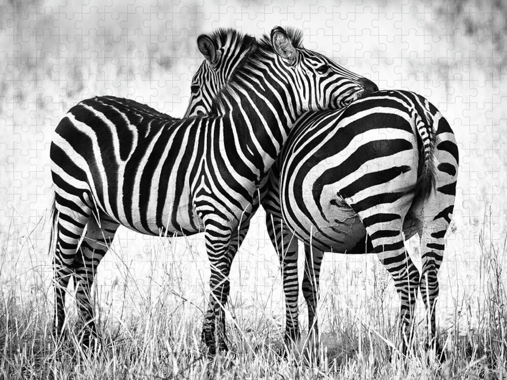 3scape Jigsaw Puzzle featuring the photograph Zebra Love by Adam Romanowicz