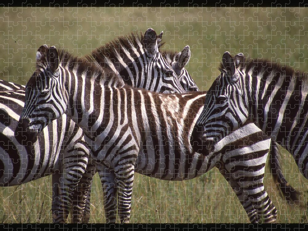 Africa Jigsaw Puzzle featuring the photograph Zebras Look Alike by Russ Considine