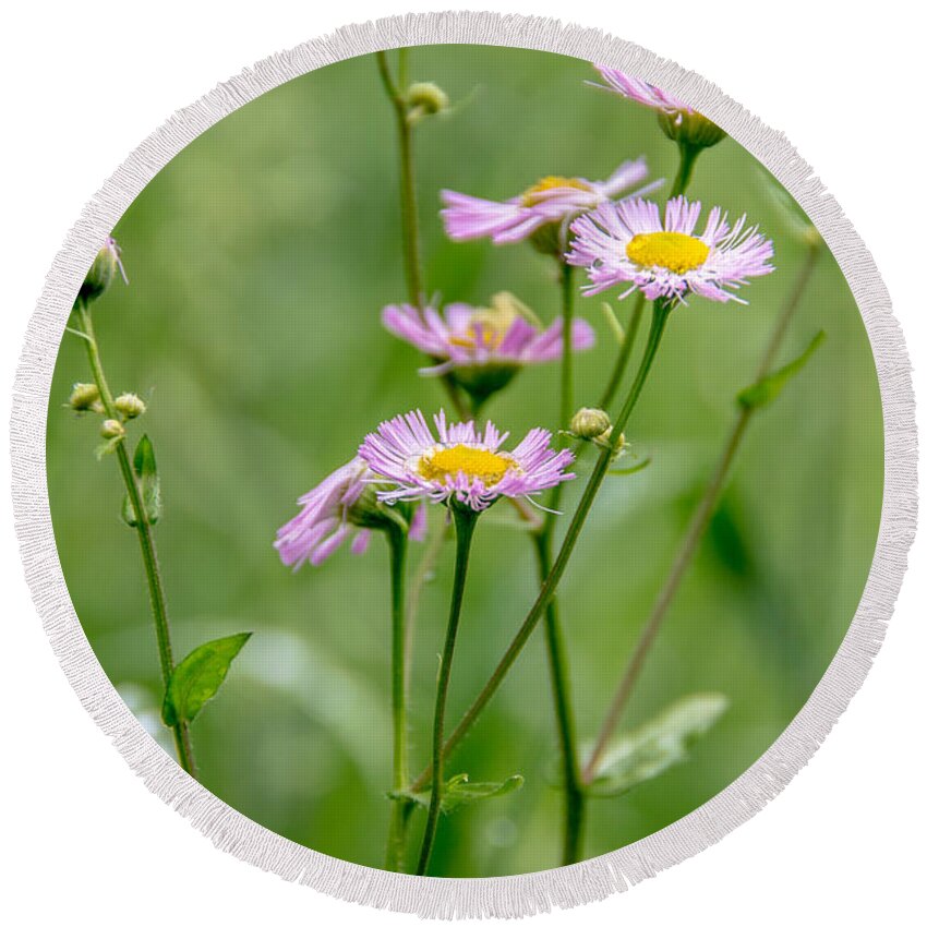 Landscape Round Beach Towel featuring the photograph Wild Pink Asters by Cheryl Baxter