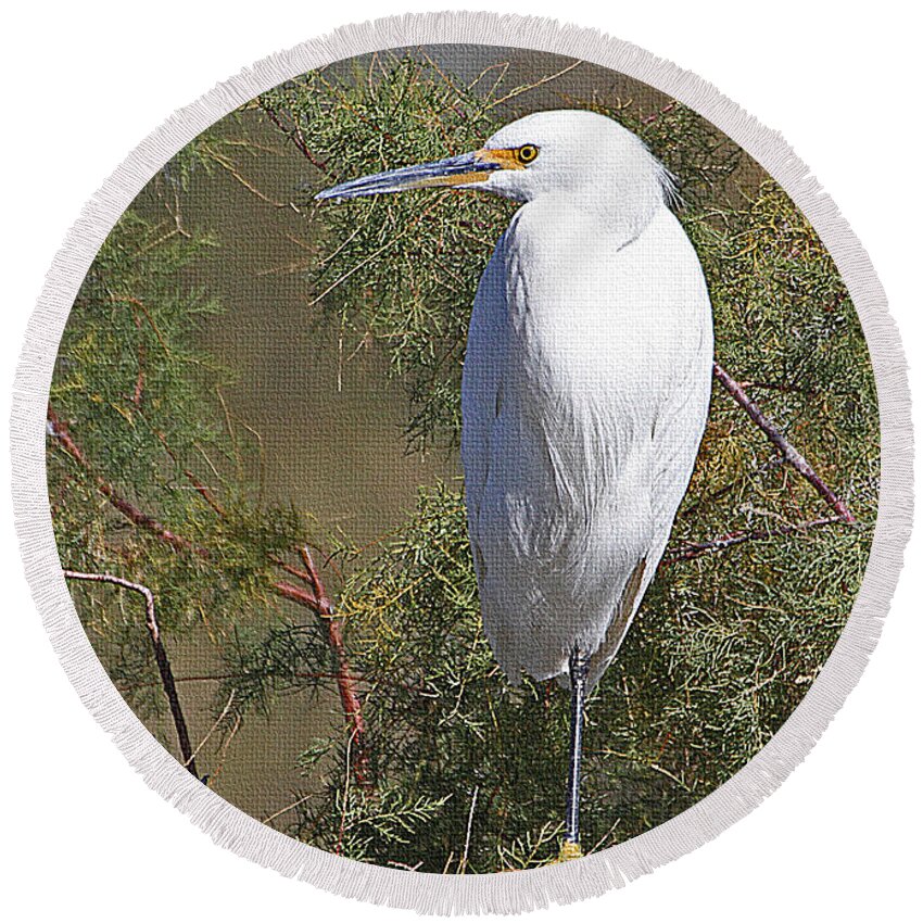  Yellow Foot Snowy Egret On Perch Round Beach Towel featuring the photograph Yellow Foot Snowy Egret On Perch by Tom Janca