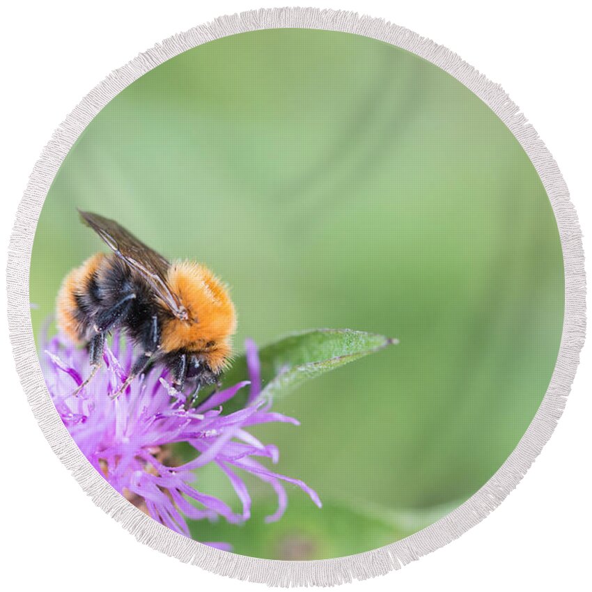 Bumblebee Round Beach Towel featuring the photograph 01 Common carder bee by Jivko Nakev