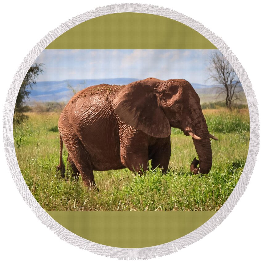 Namibia Round Beach Towel featuring the photograph African Desert Elephant #1 by Gregory Daley MPSA