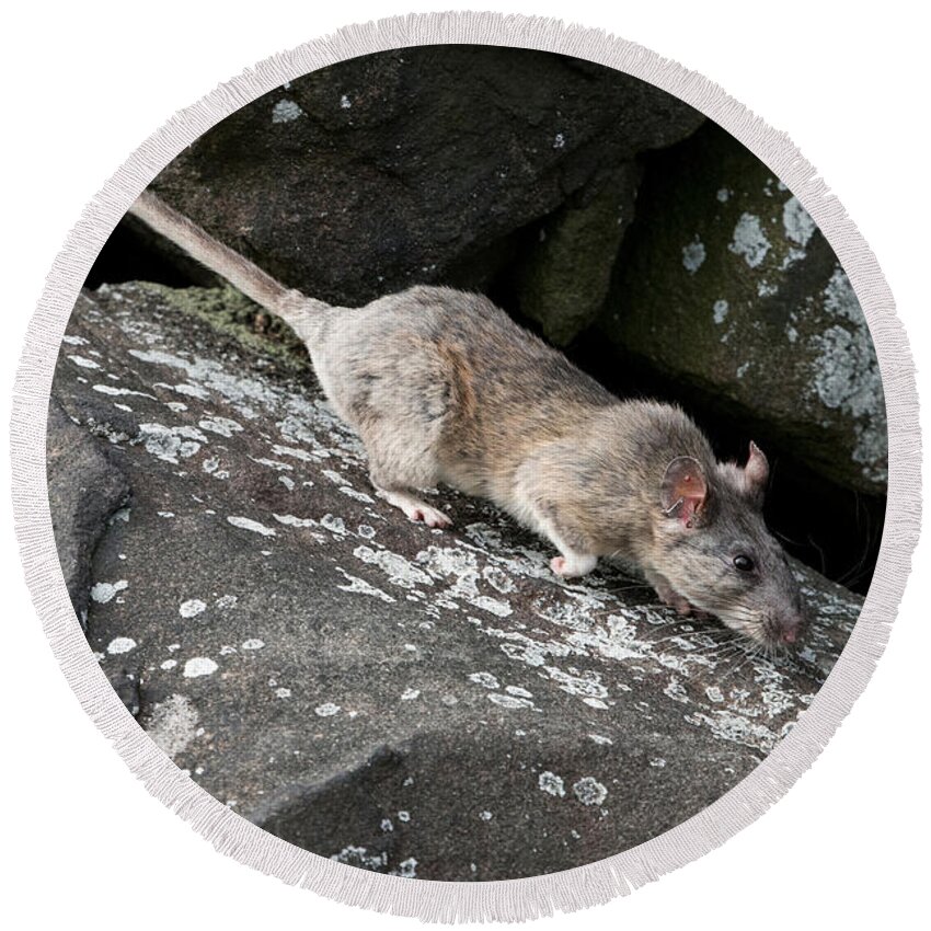 Allegheny Woodrat Round Beach Towel featuring the photograph Allegheny Woodrat Neotoma Magister by David Kenny