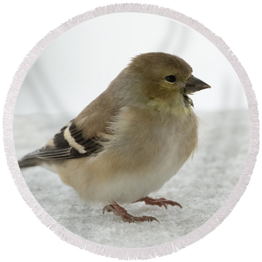 Jan Holden Round Beach Towel featuring the photograph American Goldfinch in the Snow #2 by Holden The Moment