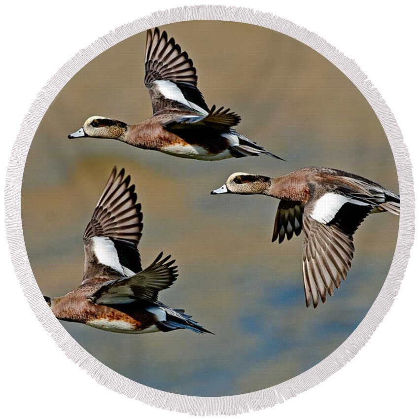 Fauna Round Beach Towel featuring the photograph American Wigeon Drakes #1 by Anthony Mercieca