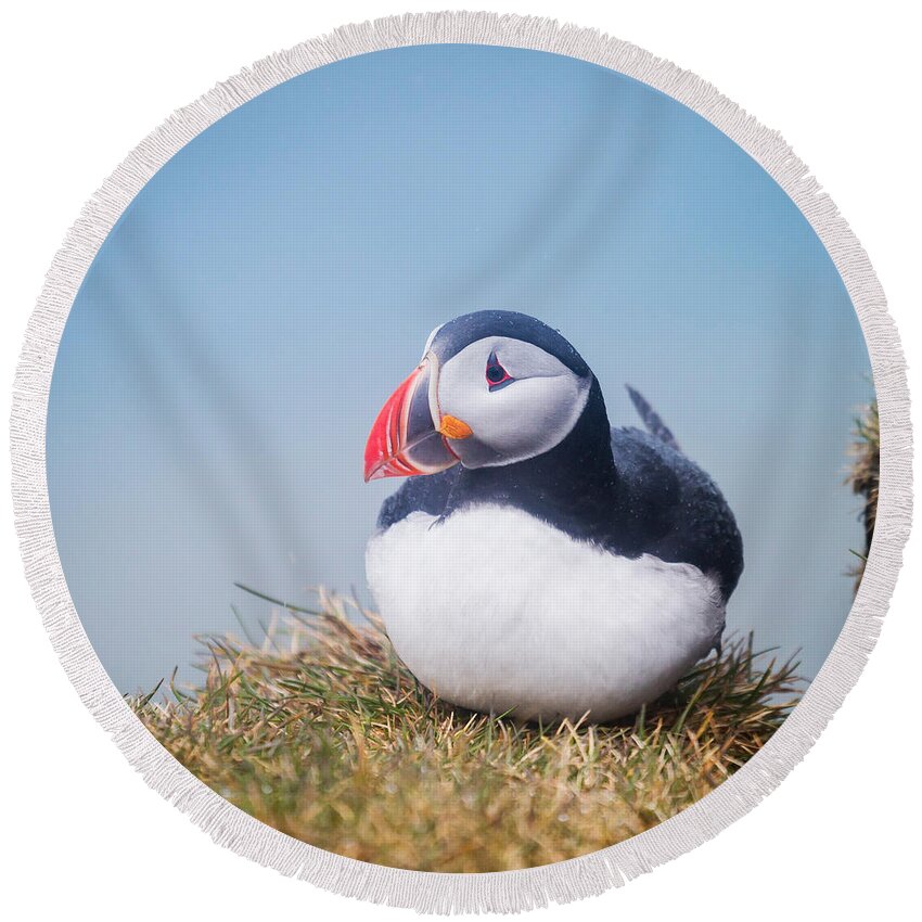 Photography Round Beach Towel featuring the photograph Atlantic Puffin Fratercula Arctica #1 by Panoramic Images