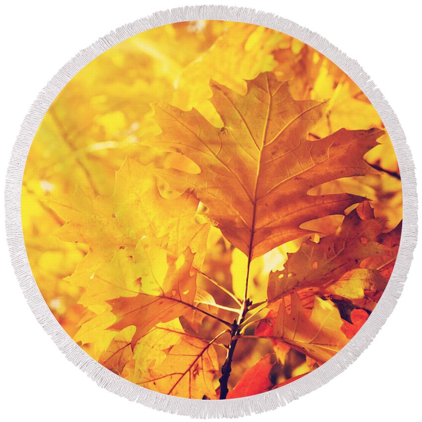 Autumn Round Beach Towel featuring the photograph Autumn Leaves #3 by Jelena Jovanovic