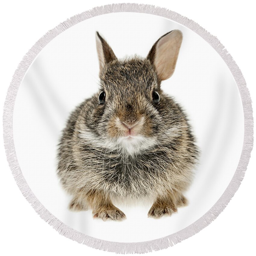 Rabbit Round Beach Towel featuring the photograph Baby cottontail bunny rabbit 1 by Elena Elisseeva