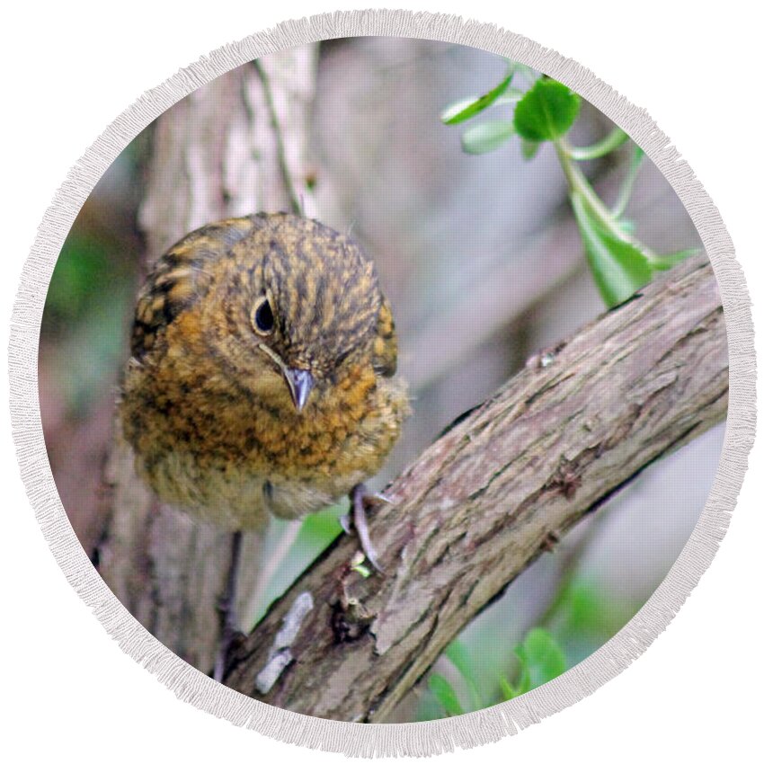 Baby Robin Round Beach Towel featuring the photograph Baby Robin #1 by Tony Murtagh