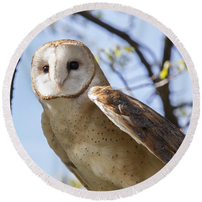 Alba Round Beach Towel featuring the photograph Barn Owl #1 by Jack R Perry