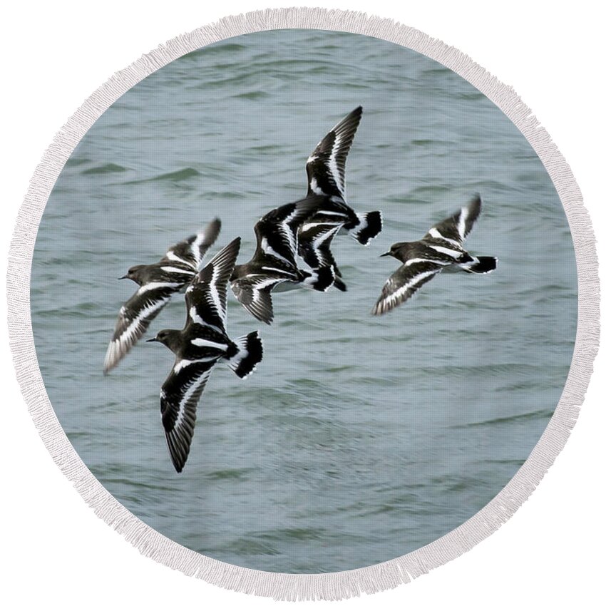 Turnstones Round Beach Towel featuring the photograph Black Turnstones #1 by Betty Depee