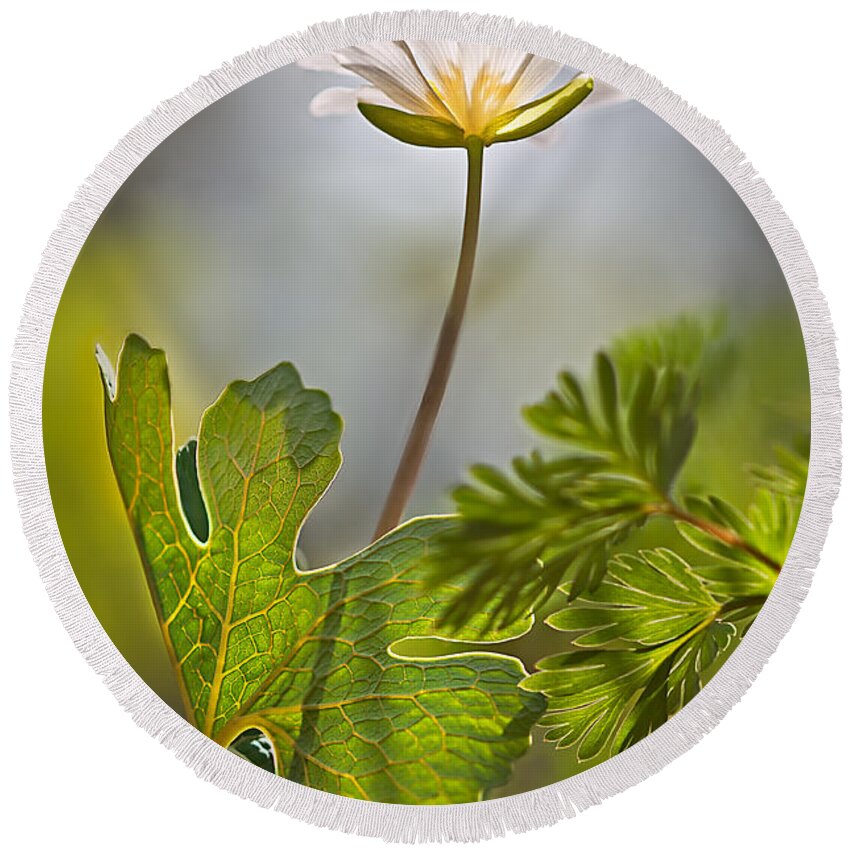 2014 Round Beach Towel featuring the photograph Bloodroot #2 by Robert Charity