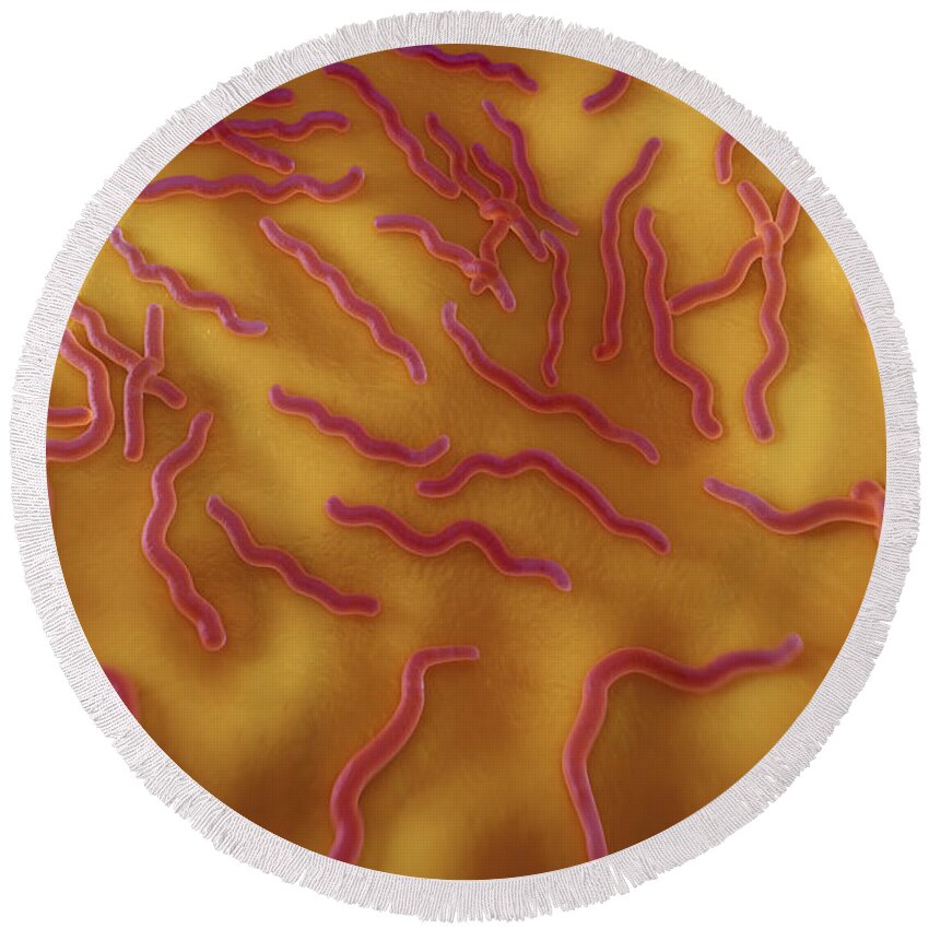 Pathogenic Round Beach Towel featuring the photograph Borrelia Burgdorferi #1 by Science Picture Co