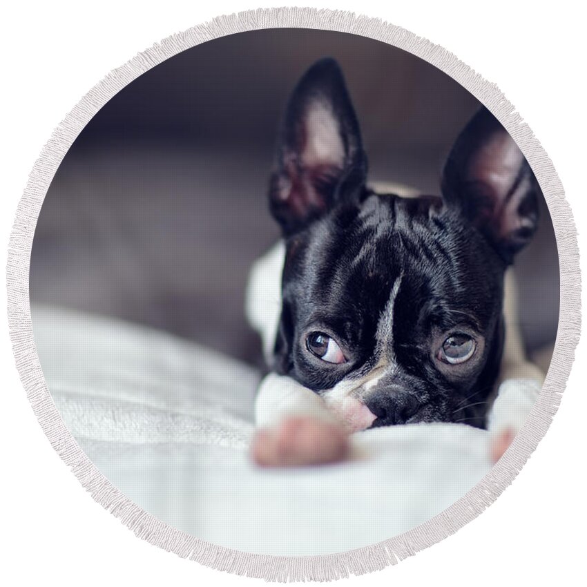 Cute Round Beach Towel featuring the photograph Boston Terrier Puppy #1 by Nailia Schwarz