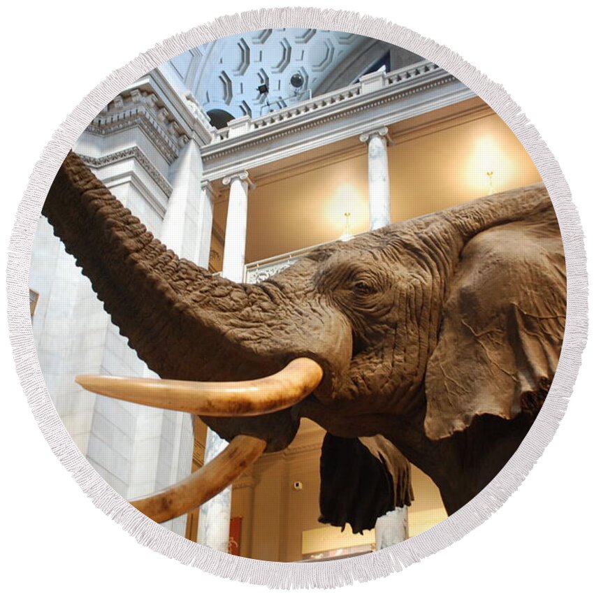 Bull Elephant Round Beach Towel featuring the photograph Bull Elephant in Natural History Rotunda #7 by Kenny Glover