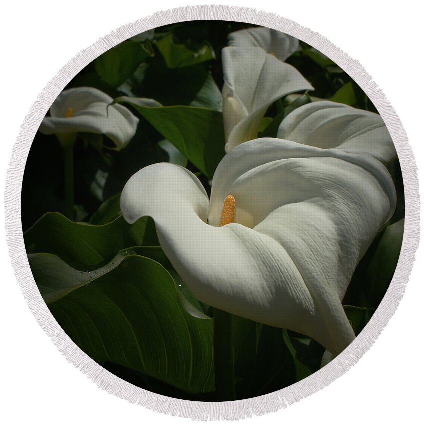 Calla Lilies Round Beach Towel featuring the photograph Calla Lilies #1 by Ernest Echols