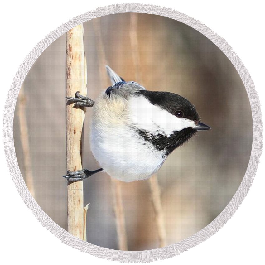 Chickadee Round Beach Towel featuring the photograph Black capped cutie by Heather King