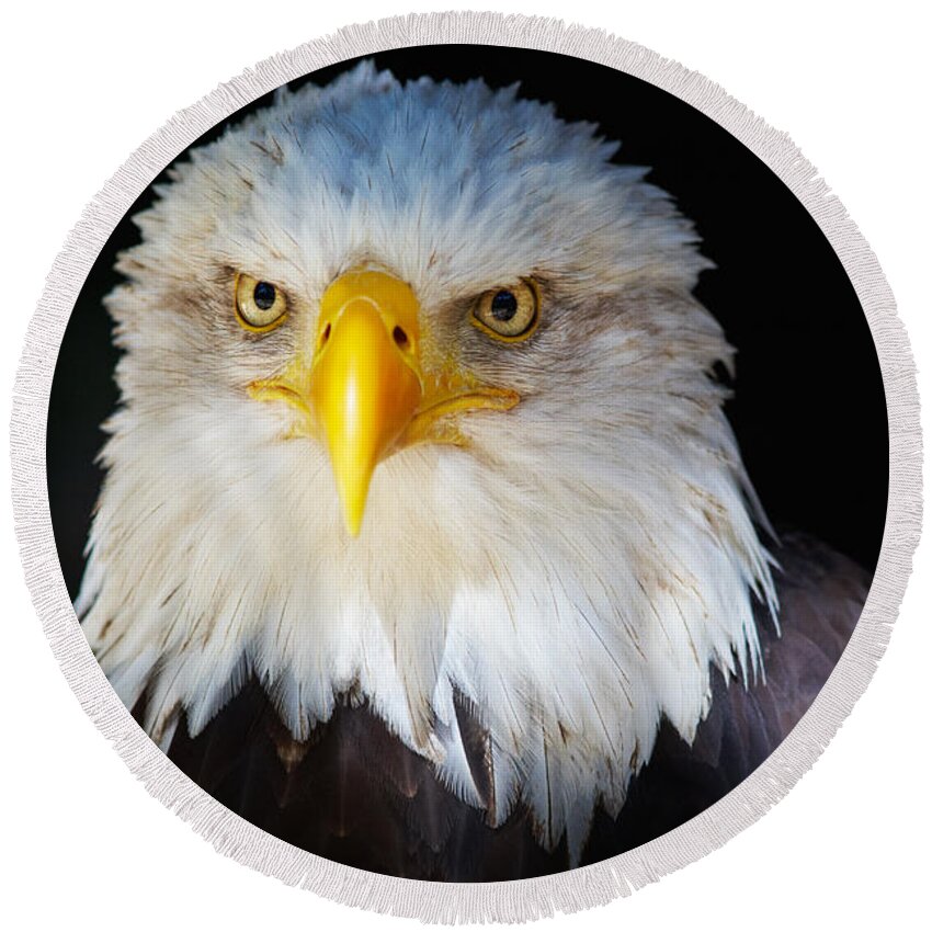 Alaska Round Beach Towel featuring the photograph Closeup portrait of an American Bald Eagle #1 by Nick Biemans