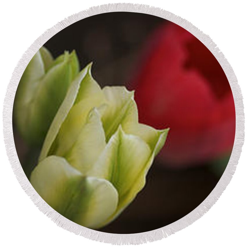 Photography Round Beach Towel featuring the photograph Details Of Colorful Tulip Flowers #1 by Panoramic Images