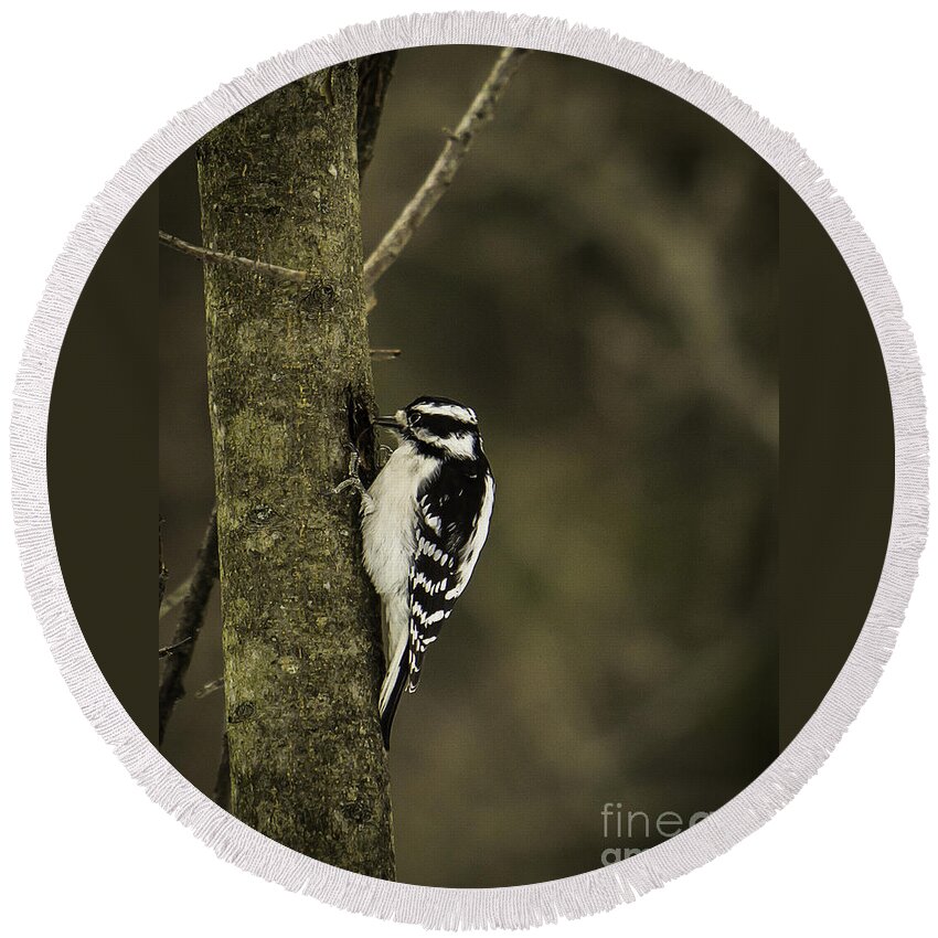 Downy Round Beach Towel featuring the photograph Downy Woodpecker by Brad Marzolf Photography