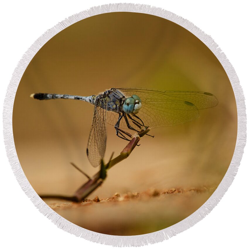 Anisoptera Round Beach Towel featuring the photograph Dragonfly #1 by SAURAVphoto Online Store