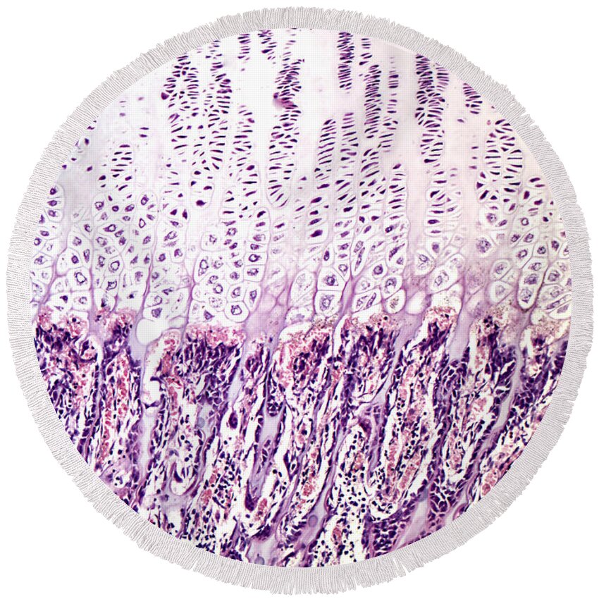 Epiphyseal Plate Round Beach Towel featuring the photograph Endochondral Bone Development, Lm #1 by Alvin Telser