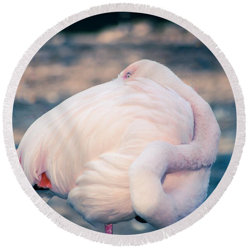 Animal Round Beach Towel featuring the photograph Flamingo 2b #1 by Hannes Cmarits
