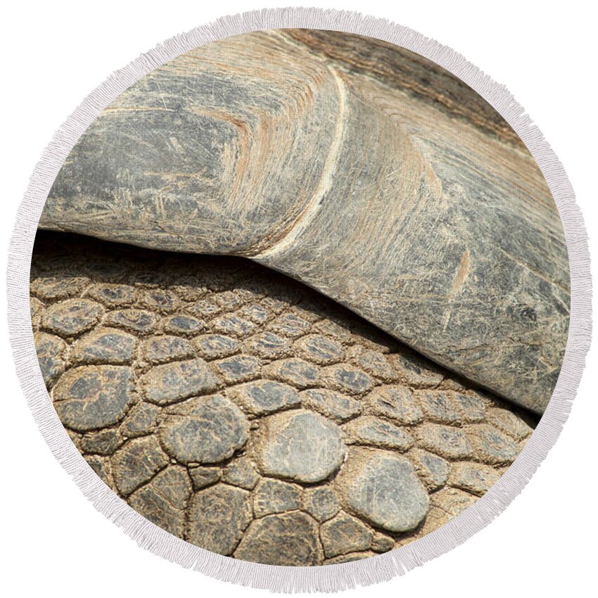 Closeup Round Beach Towel featuring the photograph Galapagos Turtle #1 by Anthony Totah
