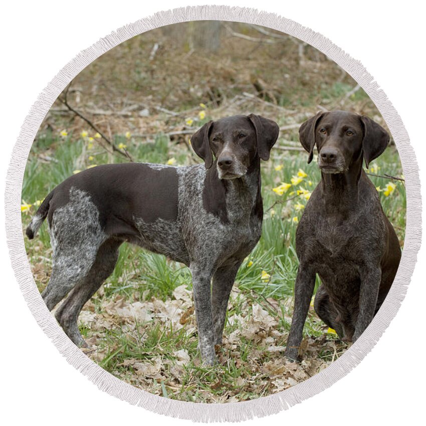 Dog Round Beach Towel featuring the photograph German Short-haired Pointers by John Daniels
