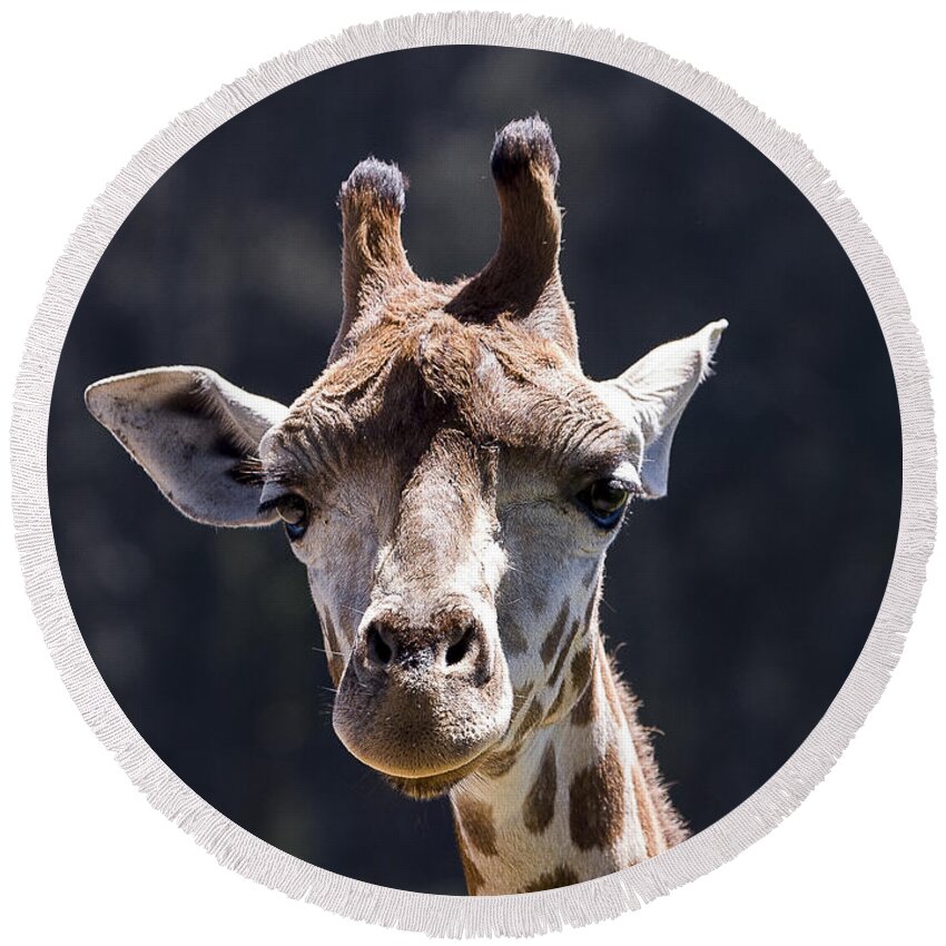 Animals Round Beach Towel featuring the photograph Giraffe #2 by Steven Ralser