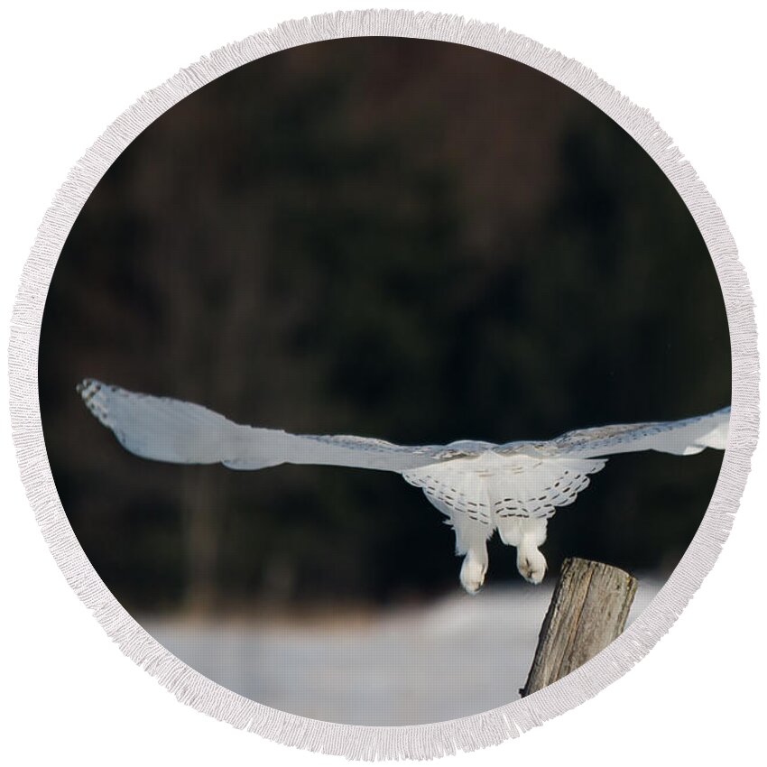 Snowy Owl Round Beach Towel featuring the photograph Gliding Snowy #1 by Cheryl Baxter