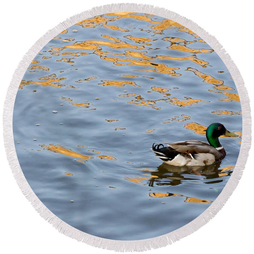Mallard Round Beach Towel featuring the photograph Golden Ripples #1 by Keith Armstrong