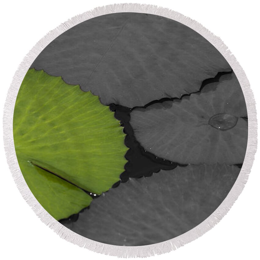Water_lily Round Beach Towel featuring the photograph Green Water Lily Leaf Splash Color by Heiko Koehrer-Wagner