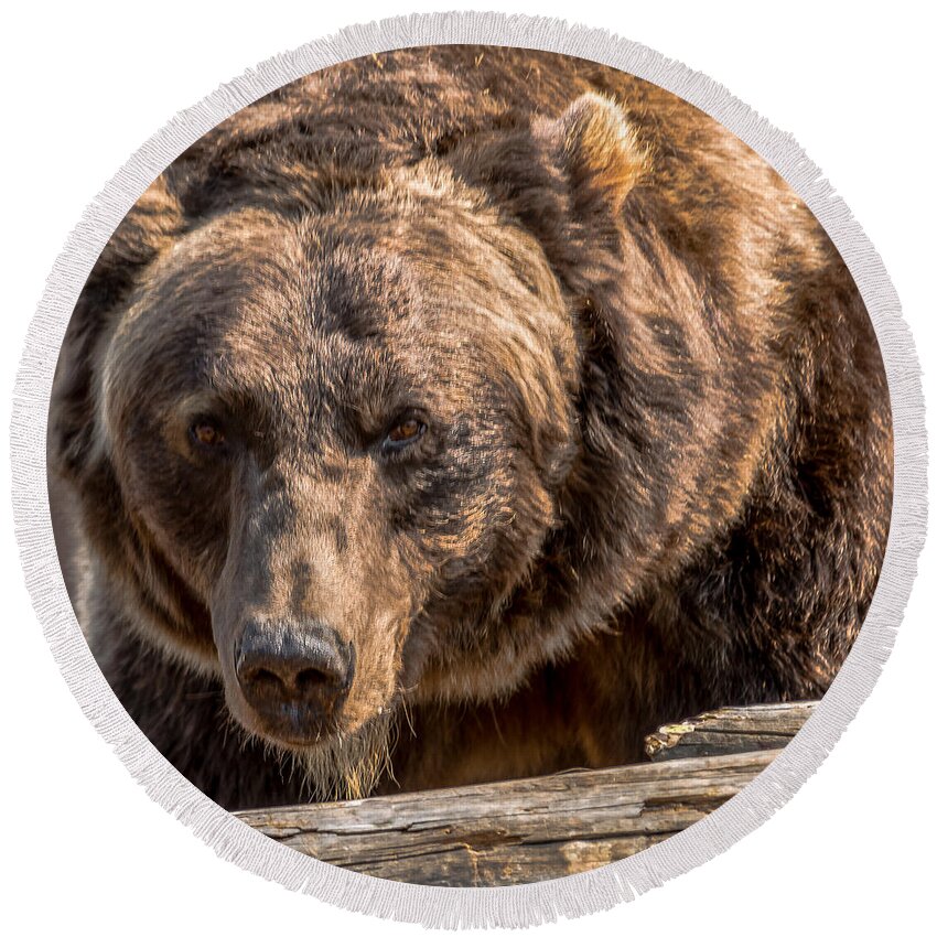 Grizzly Bear Round Beach Towel featuring the photograph Grizzly Focus by Yeates Photography