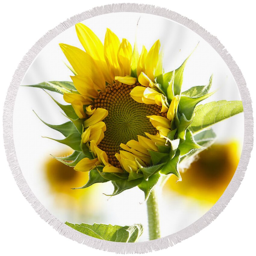 Sunflower Round Beach Towel featuring the photograph Helianthus Annuus #1 by Dennis Hedberg