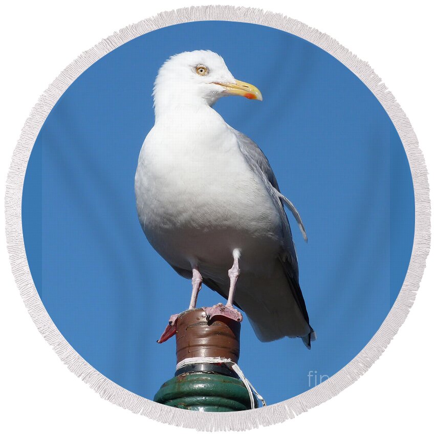 Birds Round Beach Towel featuring the photograph Herring Gull #2 by Phil Banks
