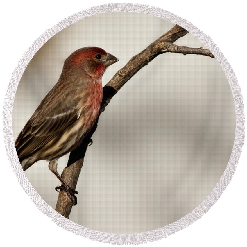 carpodacus Mexicanus Round Beach Towel featuring the photograph House Finch by Lana Trussell