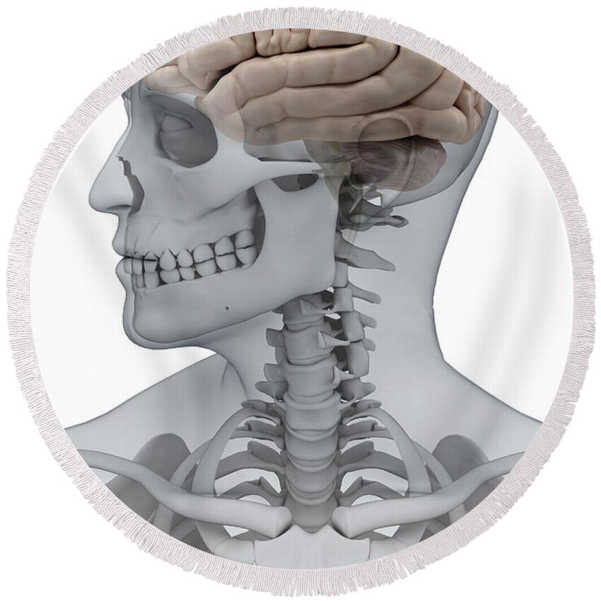 Skeleton Round Beach Towel featuring the photograph Human Brain Male #1 by Science Picture Co