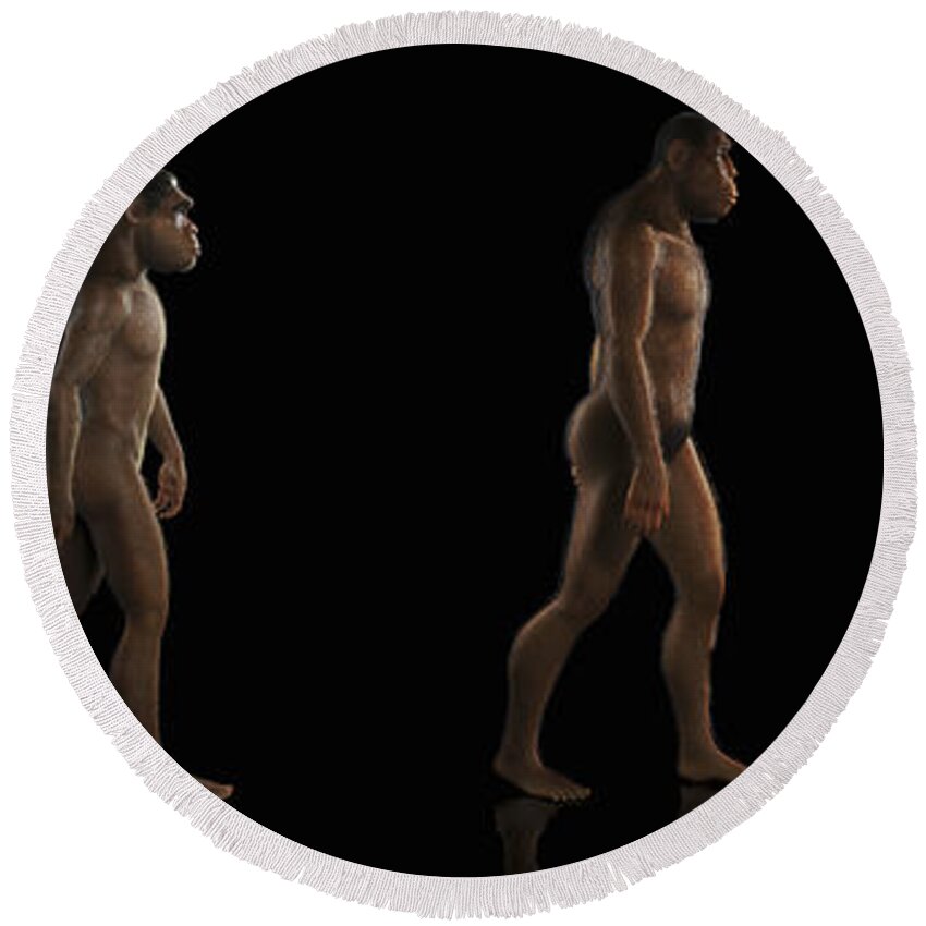 Human Body Round Beach Towel featuring the photograph Human Evolution #1 by Science Picture Co