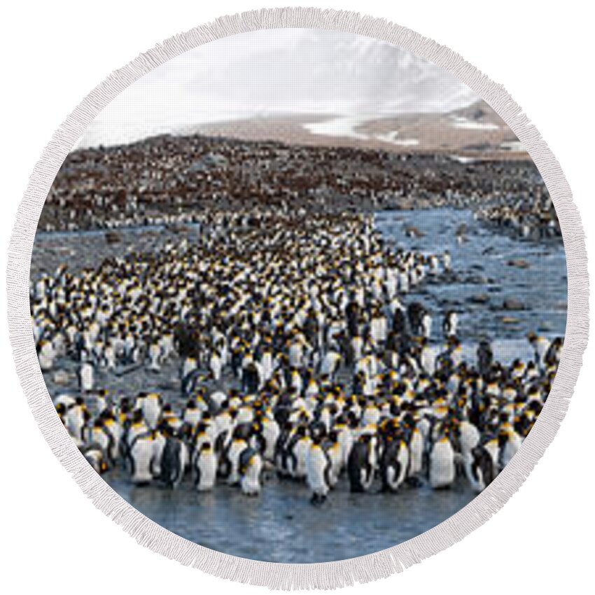 Photography Round Beach Towel featuring the photograph King Penguins Aptenodytes Patagonicus #1 by Panoramic Images