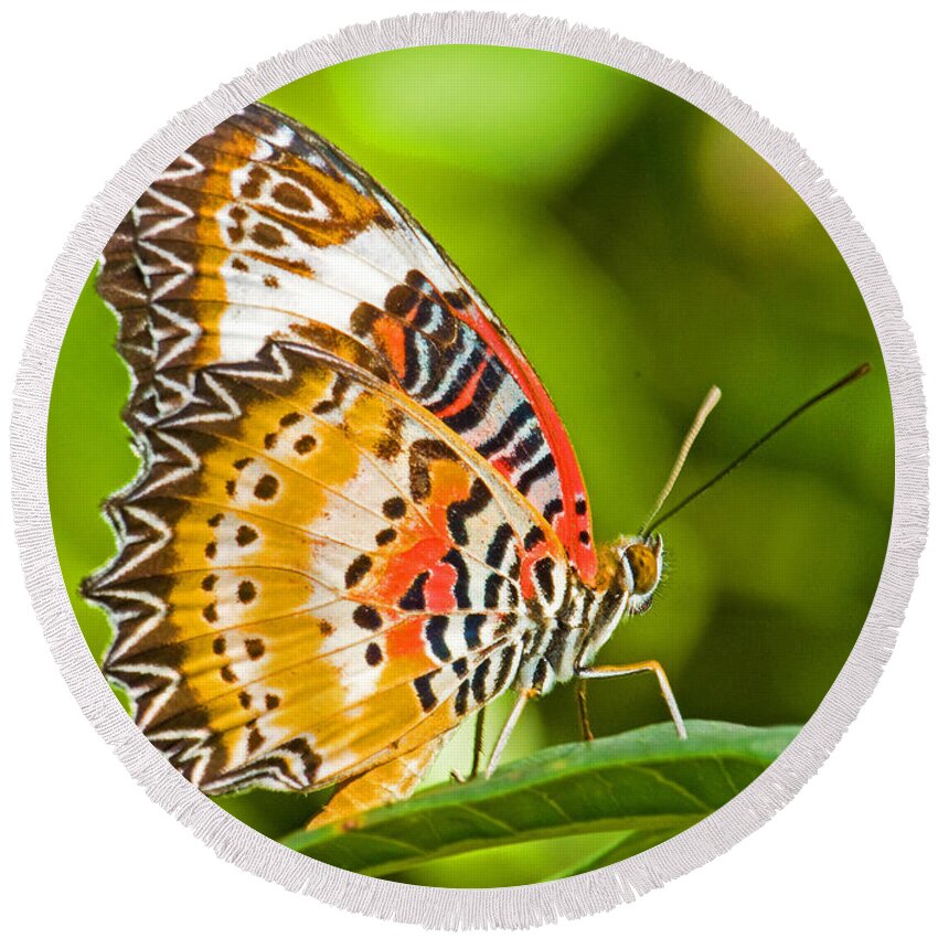 Animal Round Beach Towel featuring the photograph Lacewing Butterfly #1 by Millard H Sharp