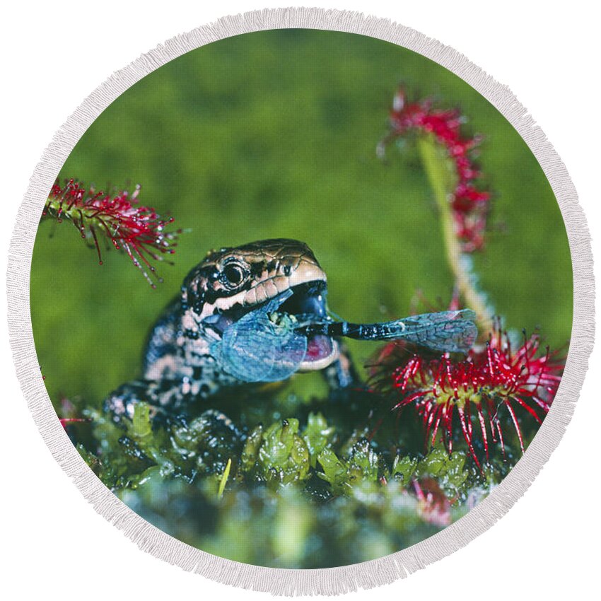 Animal Round Beach Towel featuring the photograph Lizard Stealing Lacewing From Sundew #1 by Perennou Nuridsany