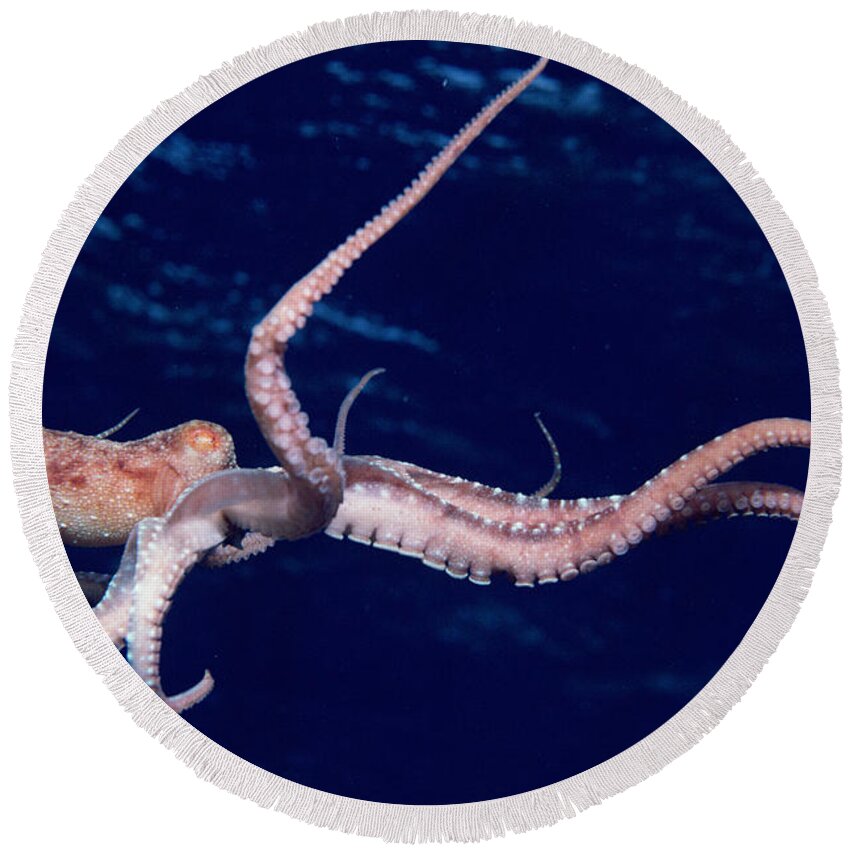 Animal Round Beach Towel featuring the photograph Long-armed Octopus #1 by Jeff Rotman