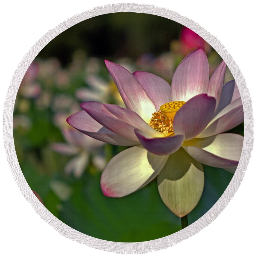 Kenilworth Round Beach Towel featuring the photograph Lotus Flower #1 by Jerry Gammon