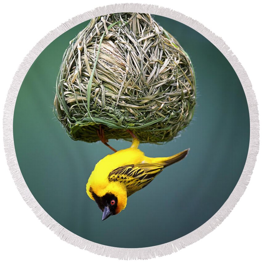 Africa Round Beach Towel featuring the photograph Masked weaver at nest #3 by Johan Swanepoel